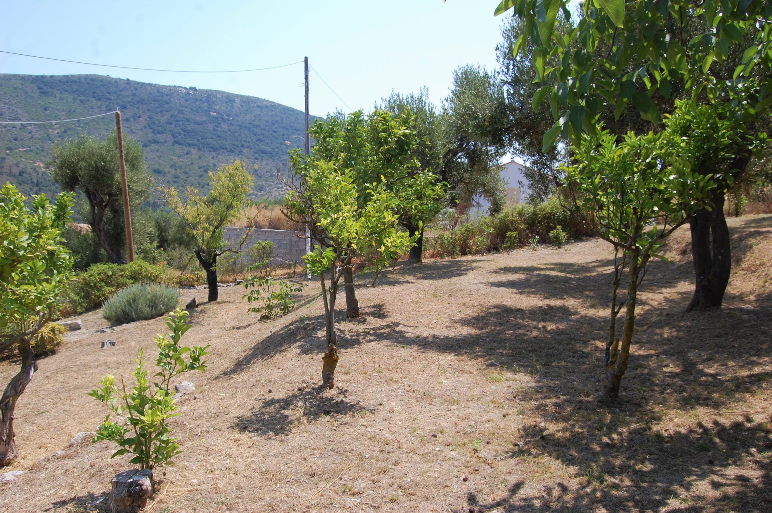 Garden of house for sale in Ithaca Greece,Ag Saranta