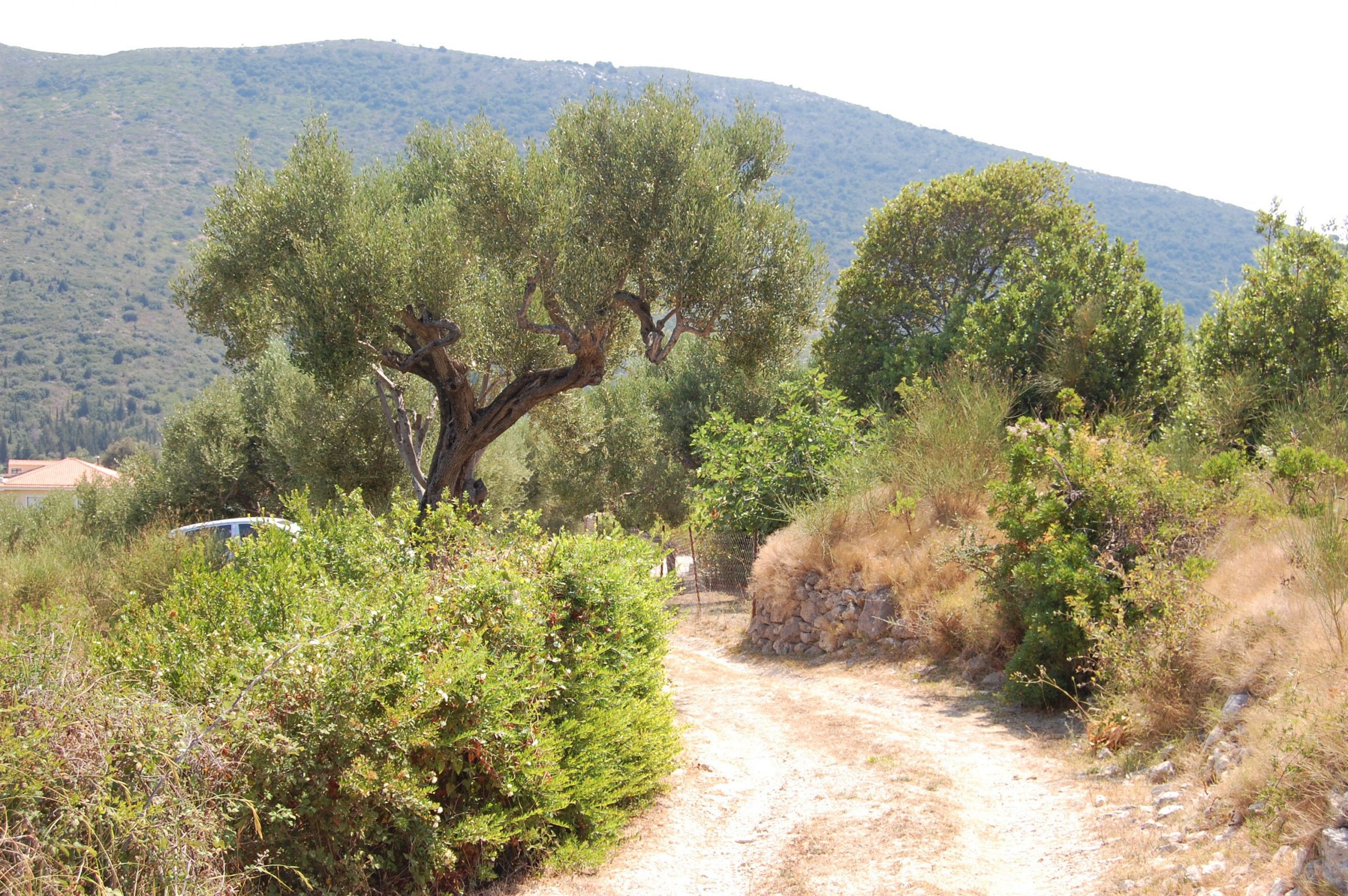 Road to house for sale in Ithaca Greece,Ag Saranta