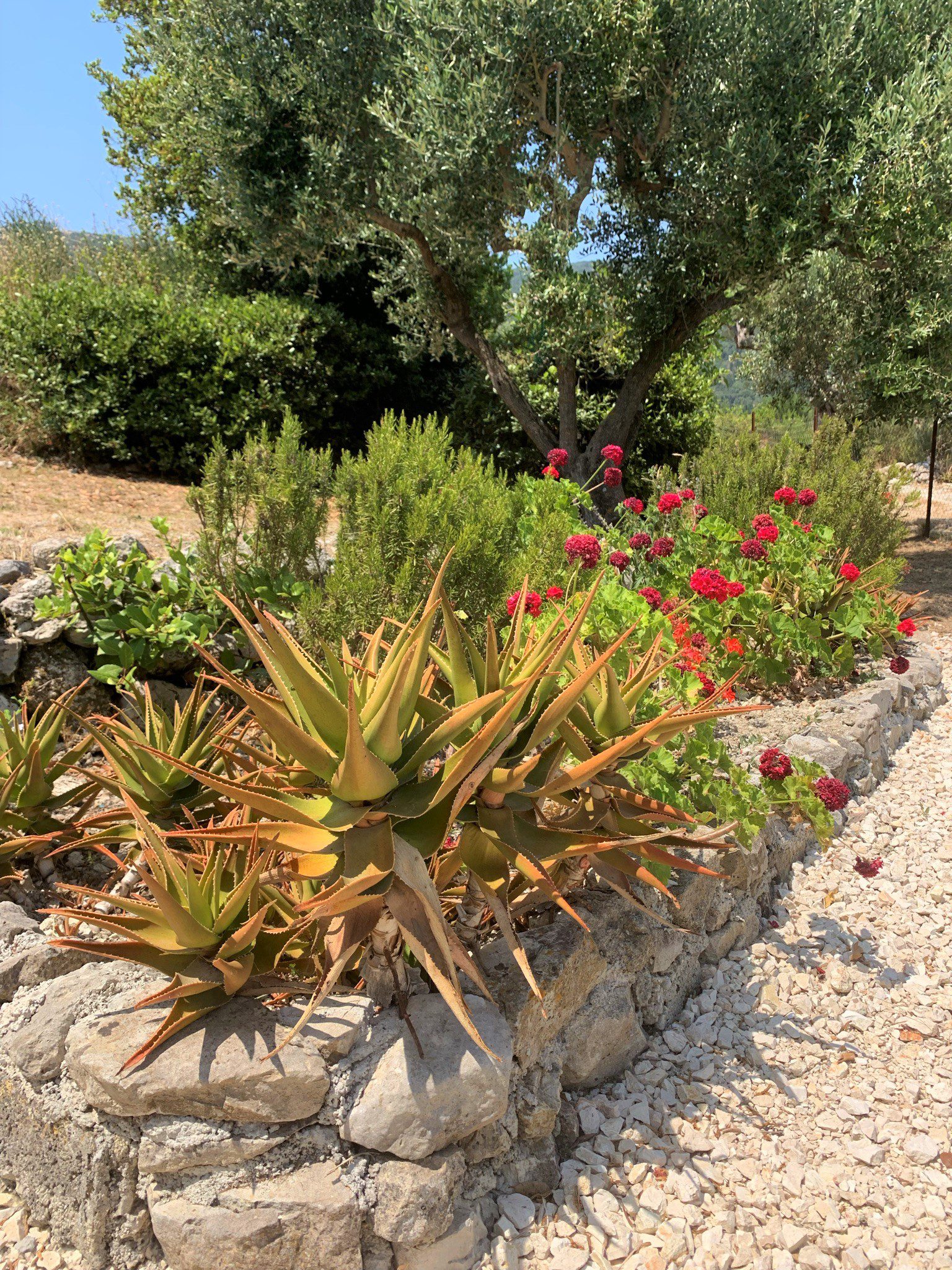 Garden and terrace of house for sale in Ithaca Greece,Ag Saranta