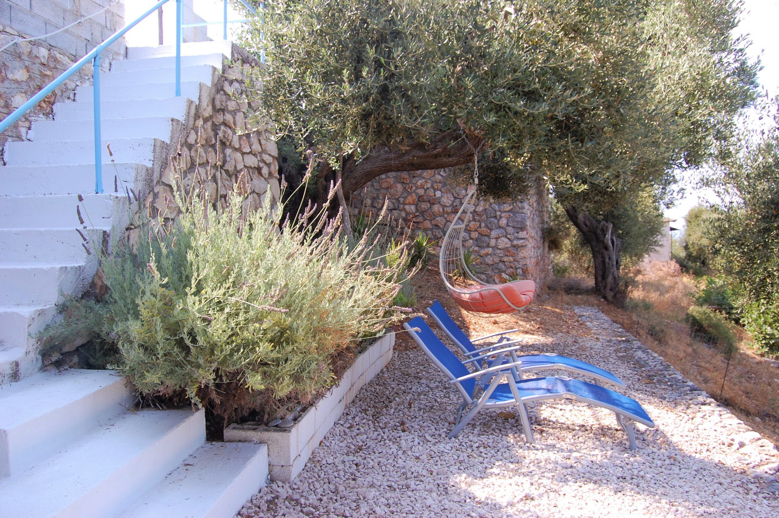 Κήπος του σπιτιού προς πώληση στην Ιθάκη Ελλάδα, Λεύκη