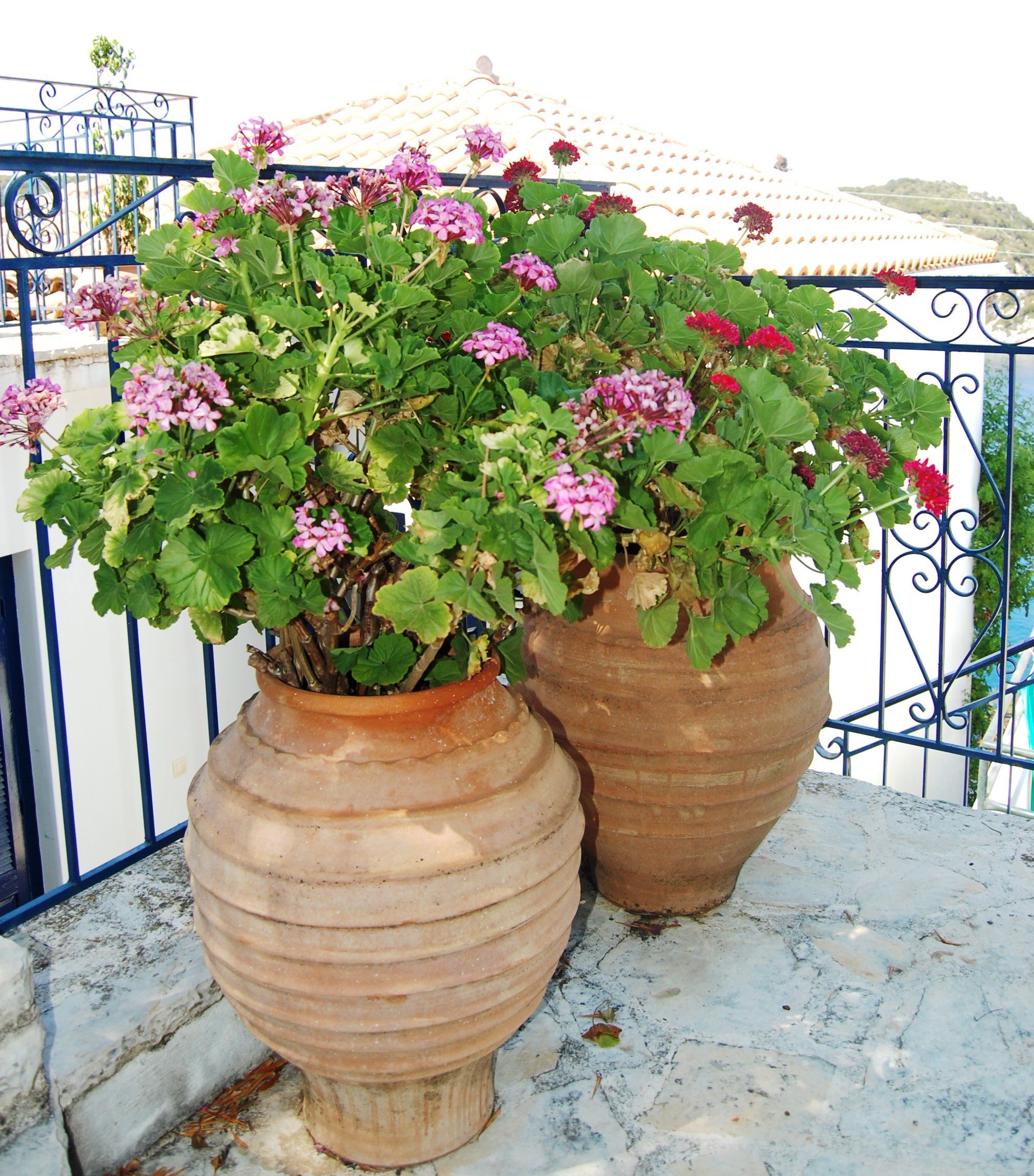 Flowers in Garden at house for rent in Ithaca Greece, Kioni