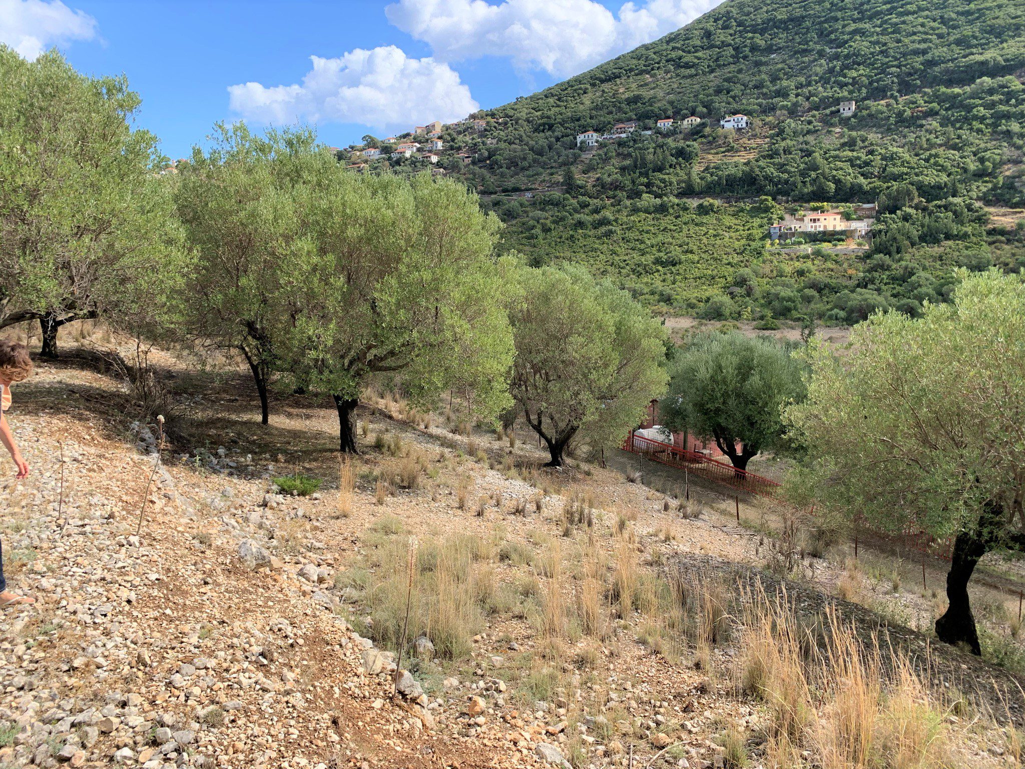 Terrain with olive groves of land for sale Ithaca Greece, Stavros