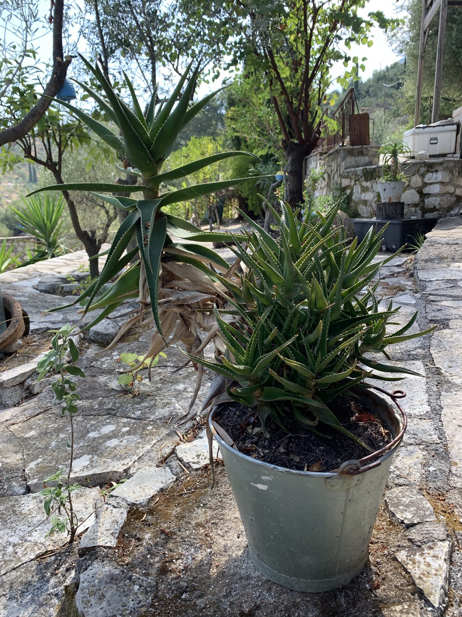 Outdoor plants in terrace of house for sale on Ithaca Greece, Vathi