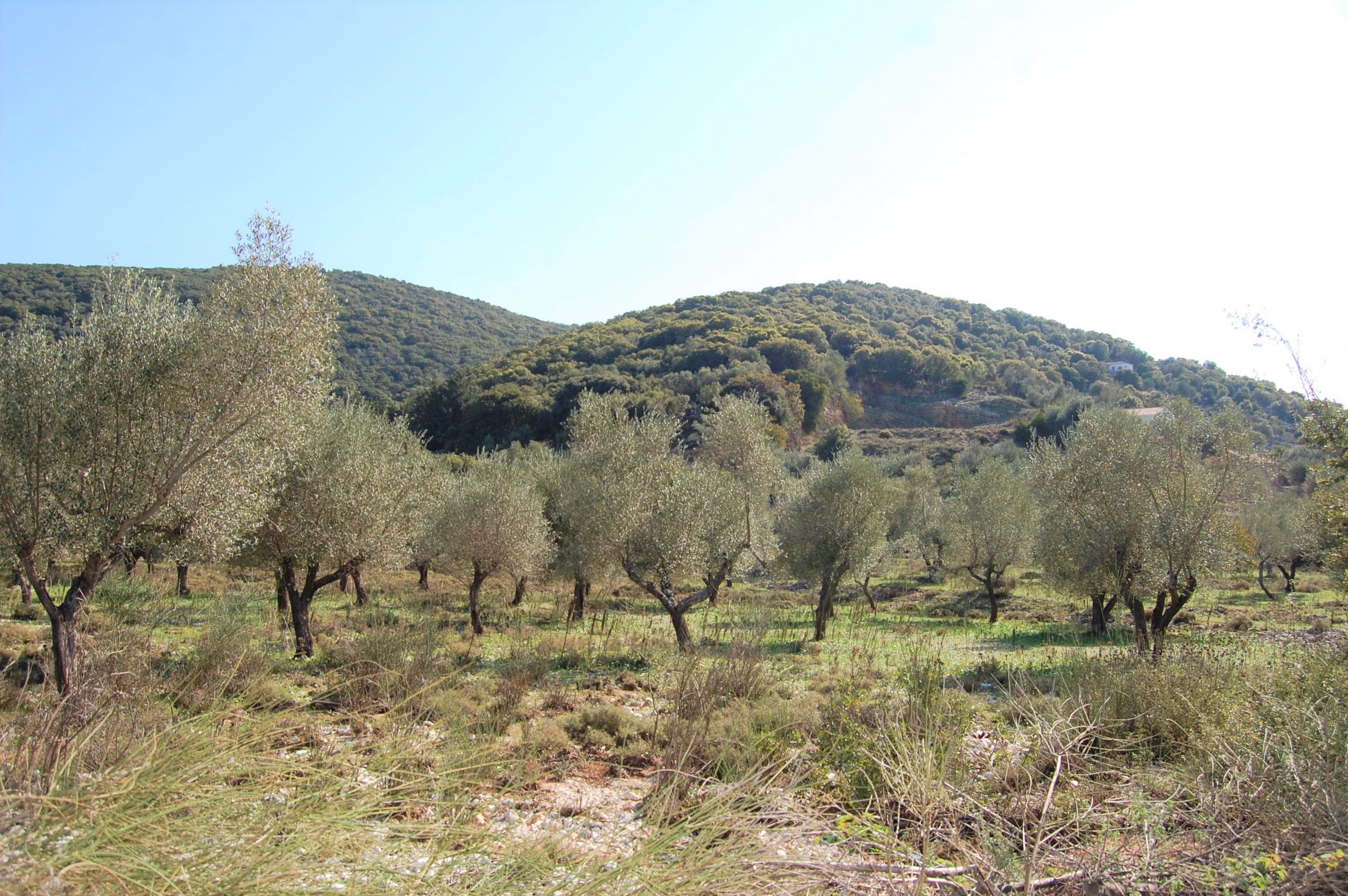 Landscape and terrain of land for sale Ithaca Greece, Vathi