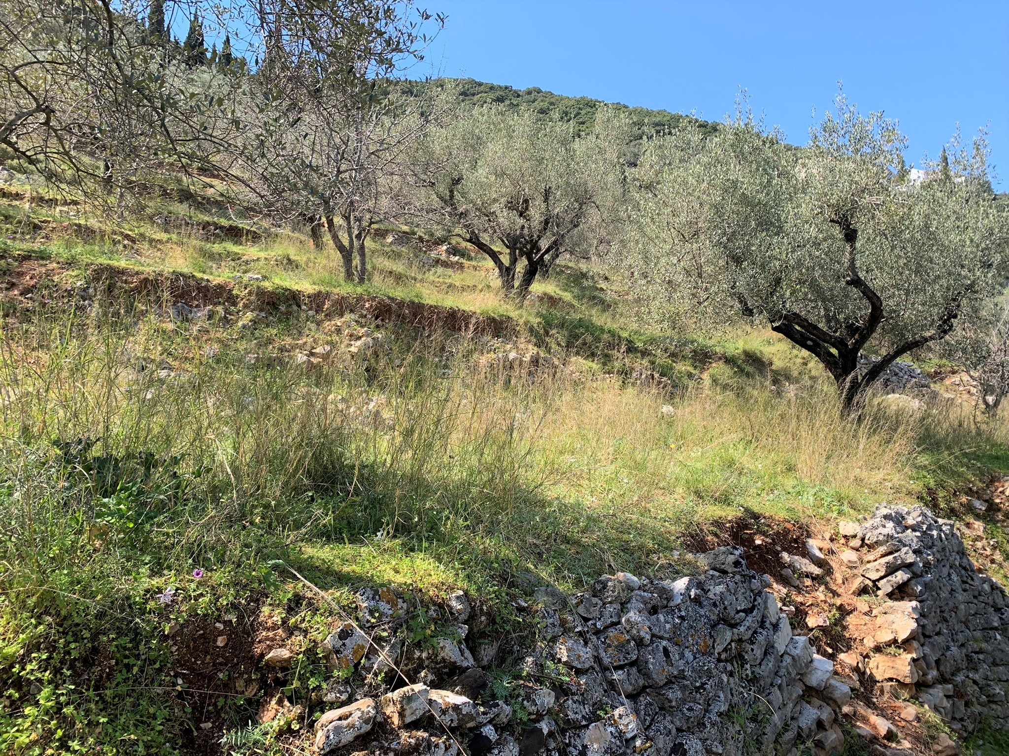 Landscape and terrain of land for sale Ithaca Greece, Vathi