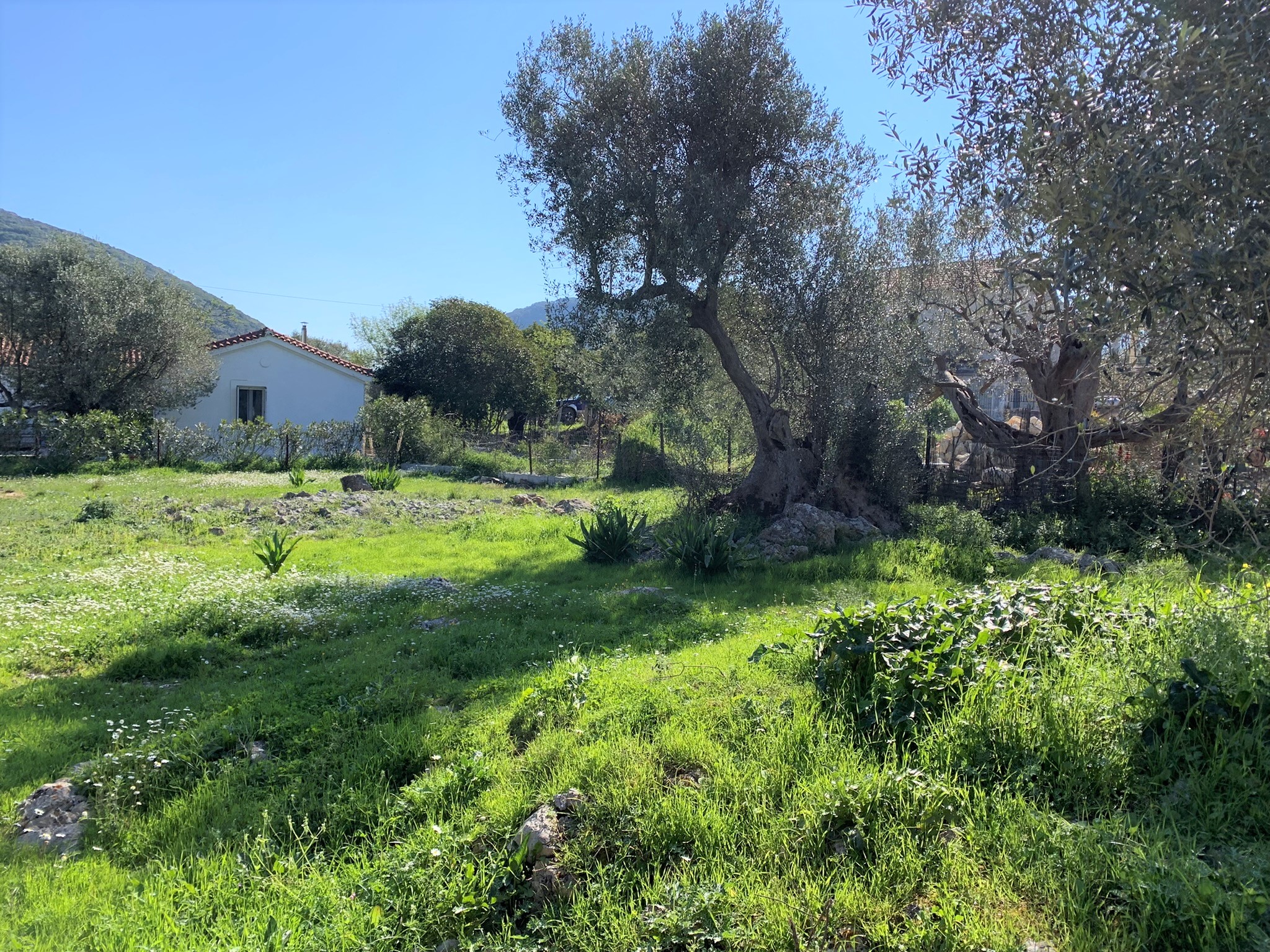 Surrounding land of house for sale on Ithaca Greece, Lahos