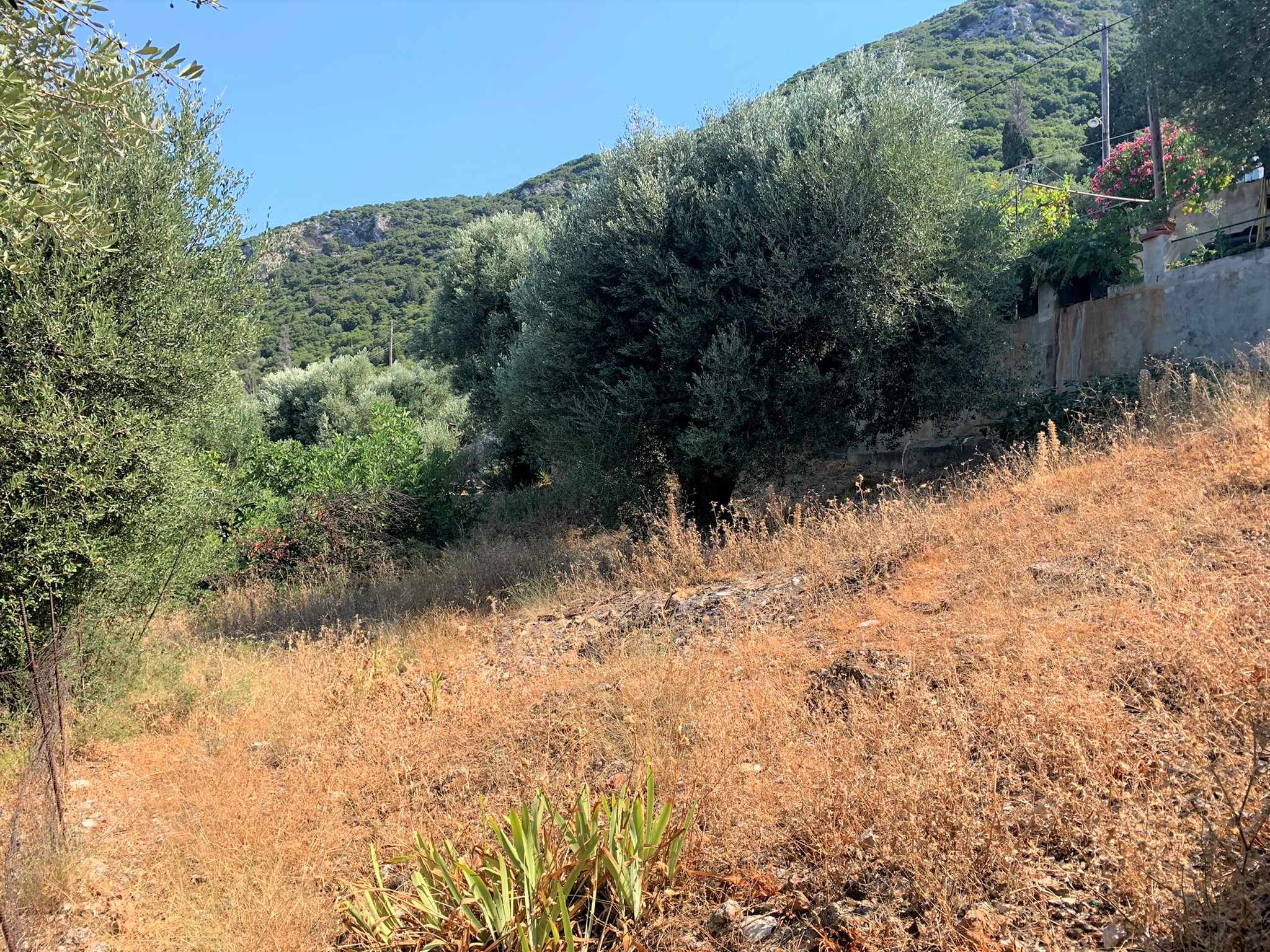 Surrounding land of house for sale on Ithaca Greece, Lefki