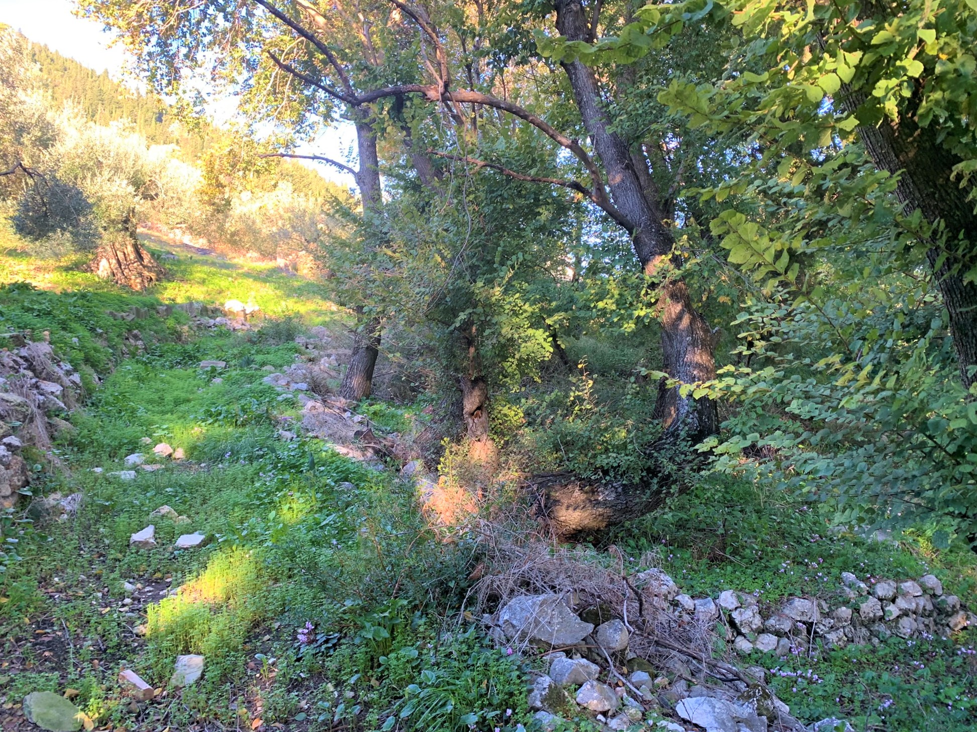 Land for sale on Ithaca Greece, Platrithias
