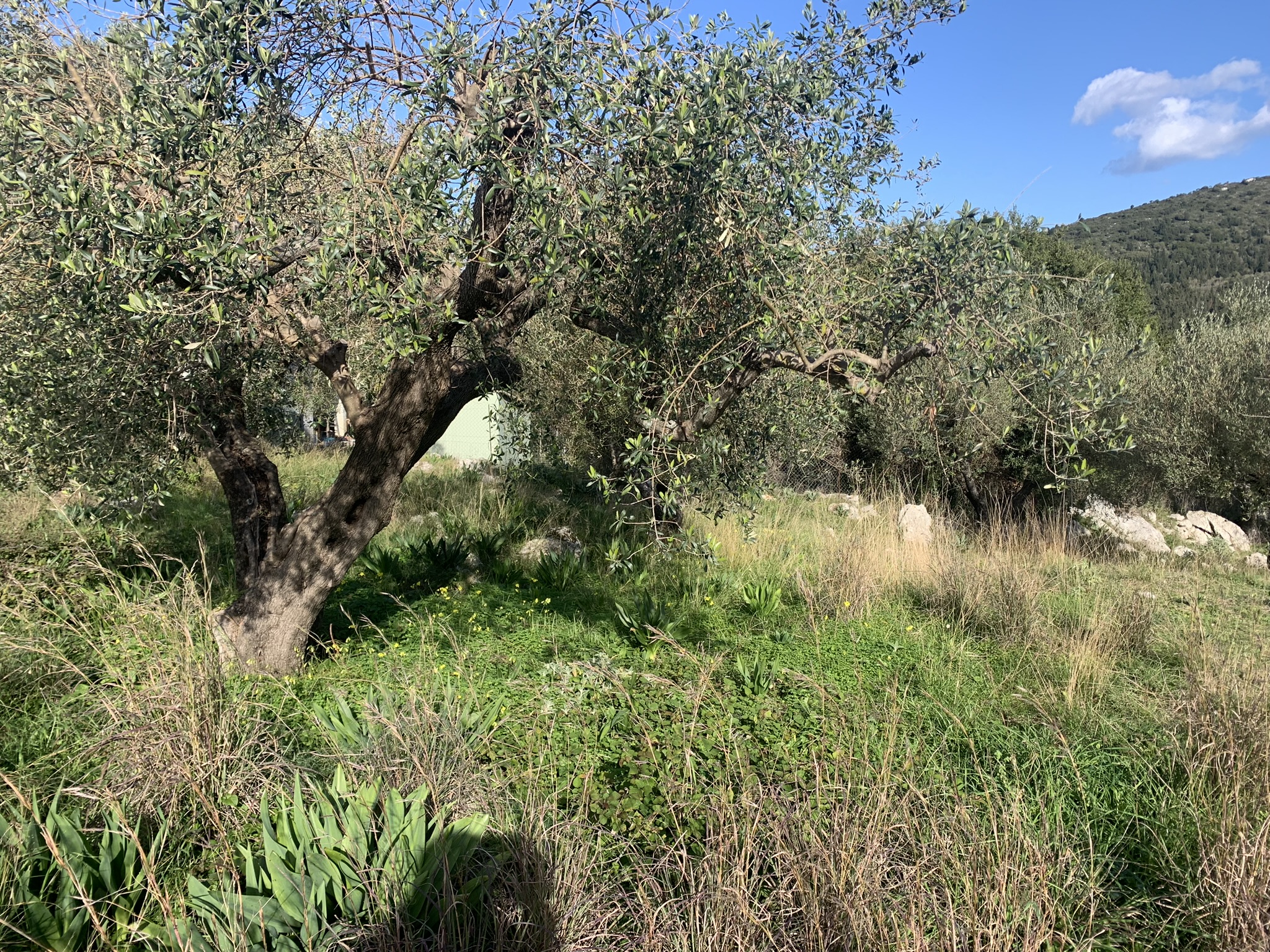 Terrain and landscape of land for sale, Ithaca Greece, Lahos