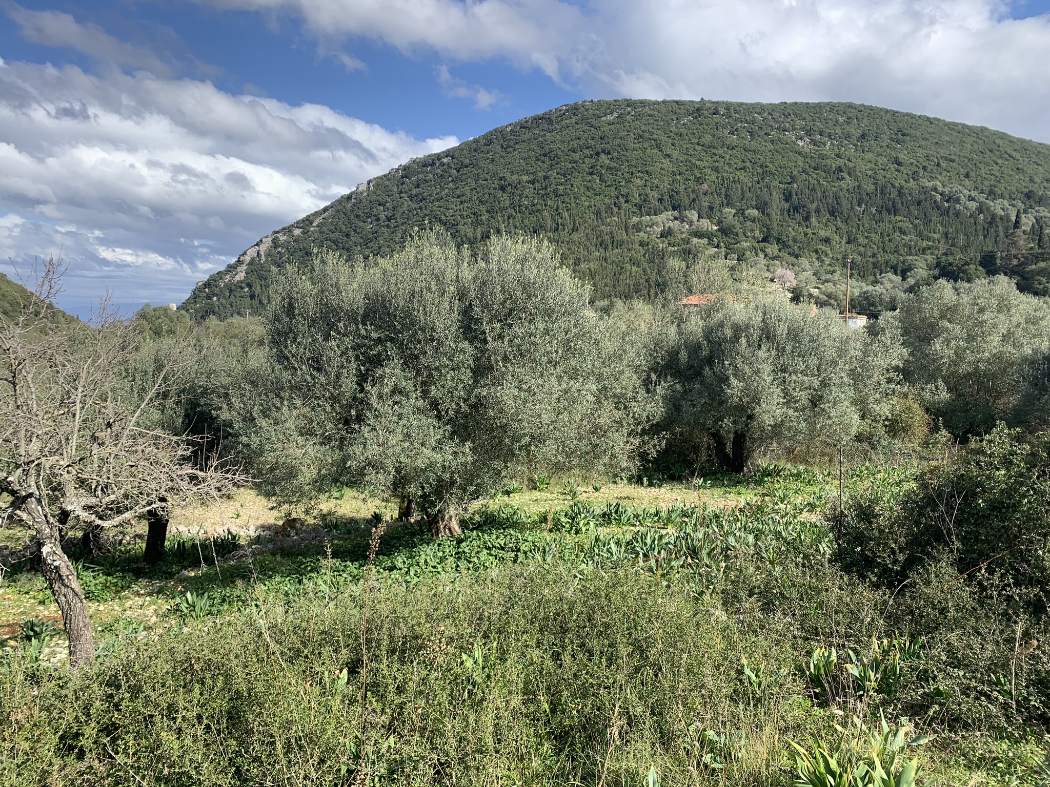 Landscape and terrain of land for sale Ithaca Greece, Frikes