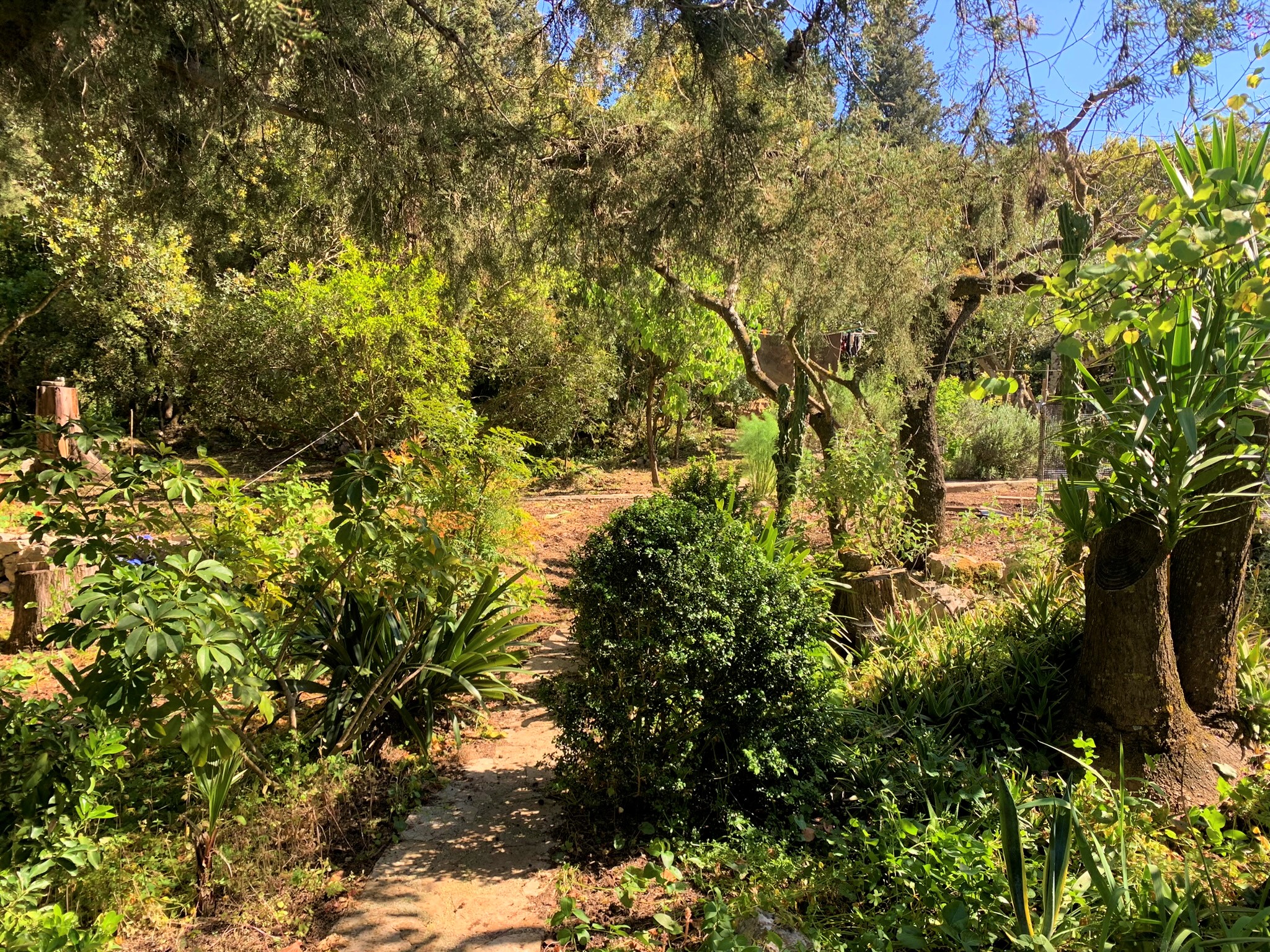 Garden of house for rent on Ithaca Greece, Frikes