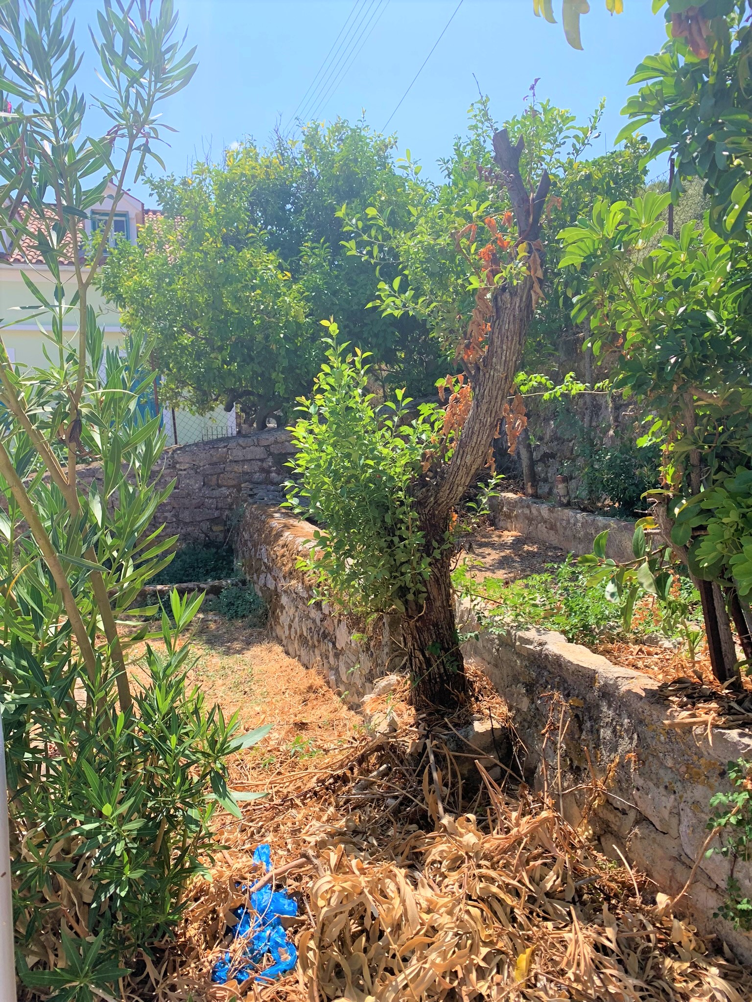 Garden of house for sale on Ithaca Greece, Vathi