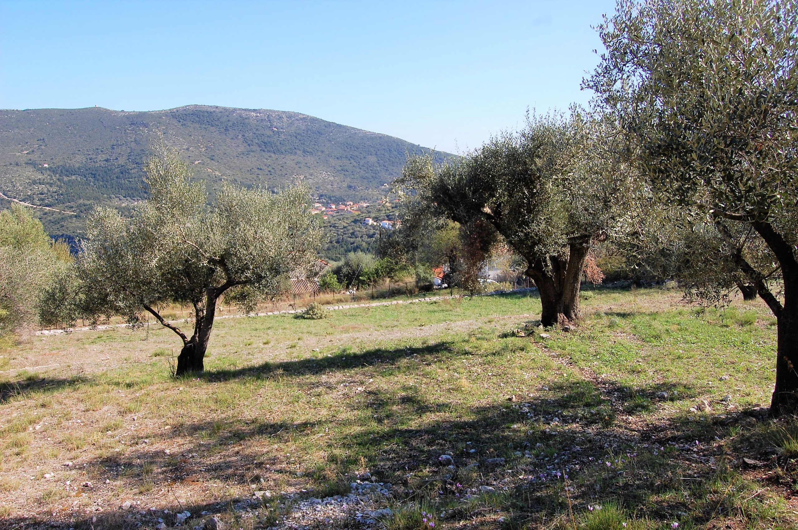 Terrain and landscape of land with building license for sale on Ithaca Greece, Kolleri