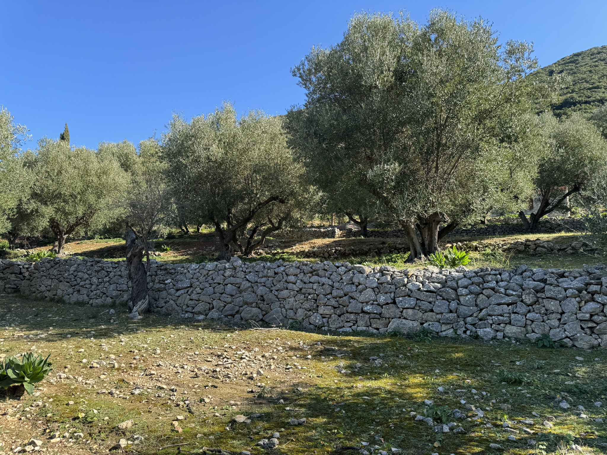 Olive groves and stone terraces of land for sale on Ithaca Greece, Piso Aetos