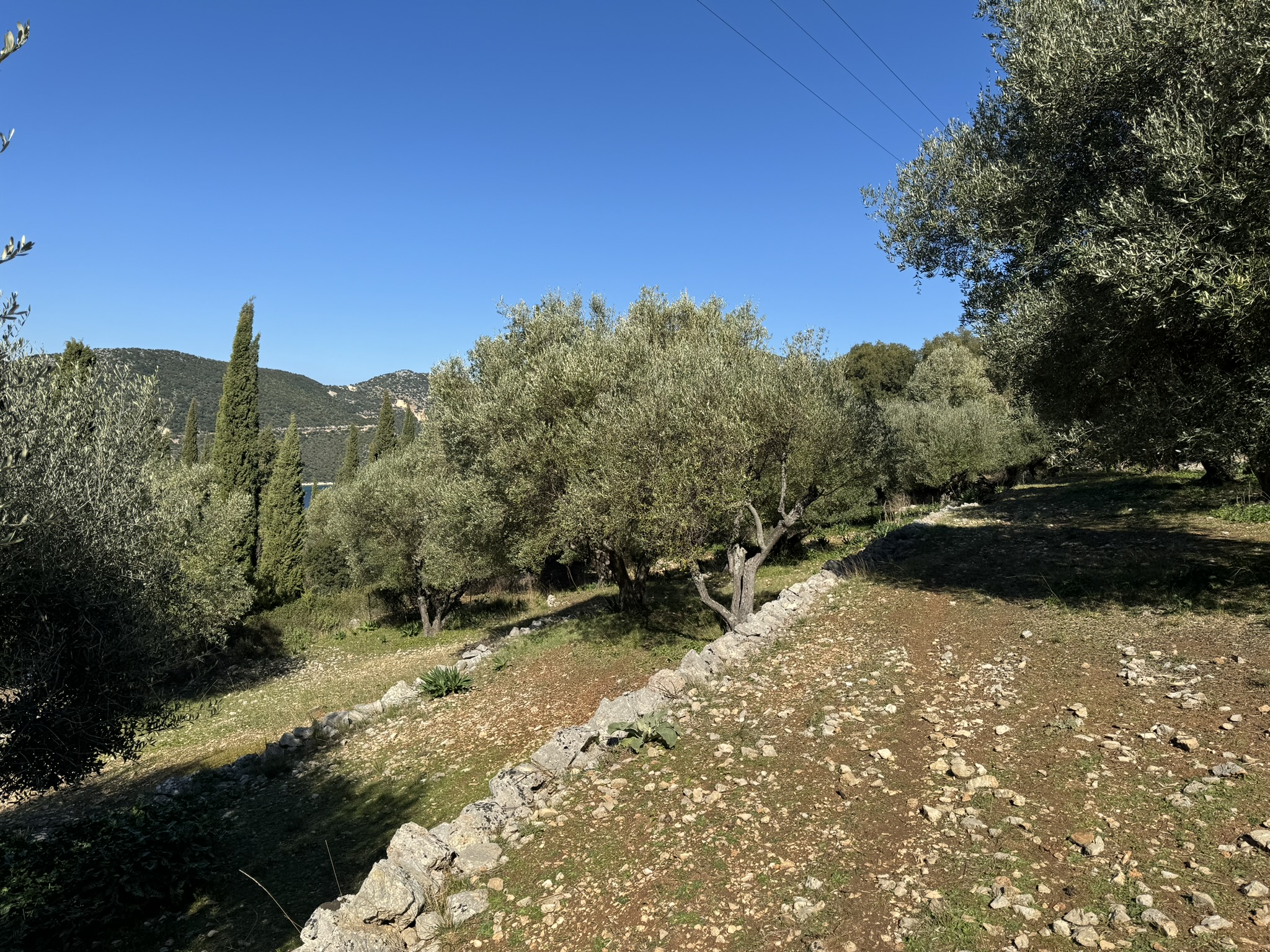 Olive groves and landscape of land for sale on Ithaca Greece, Piso Aetos