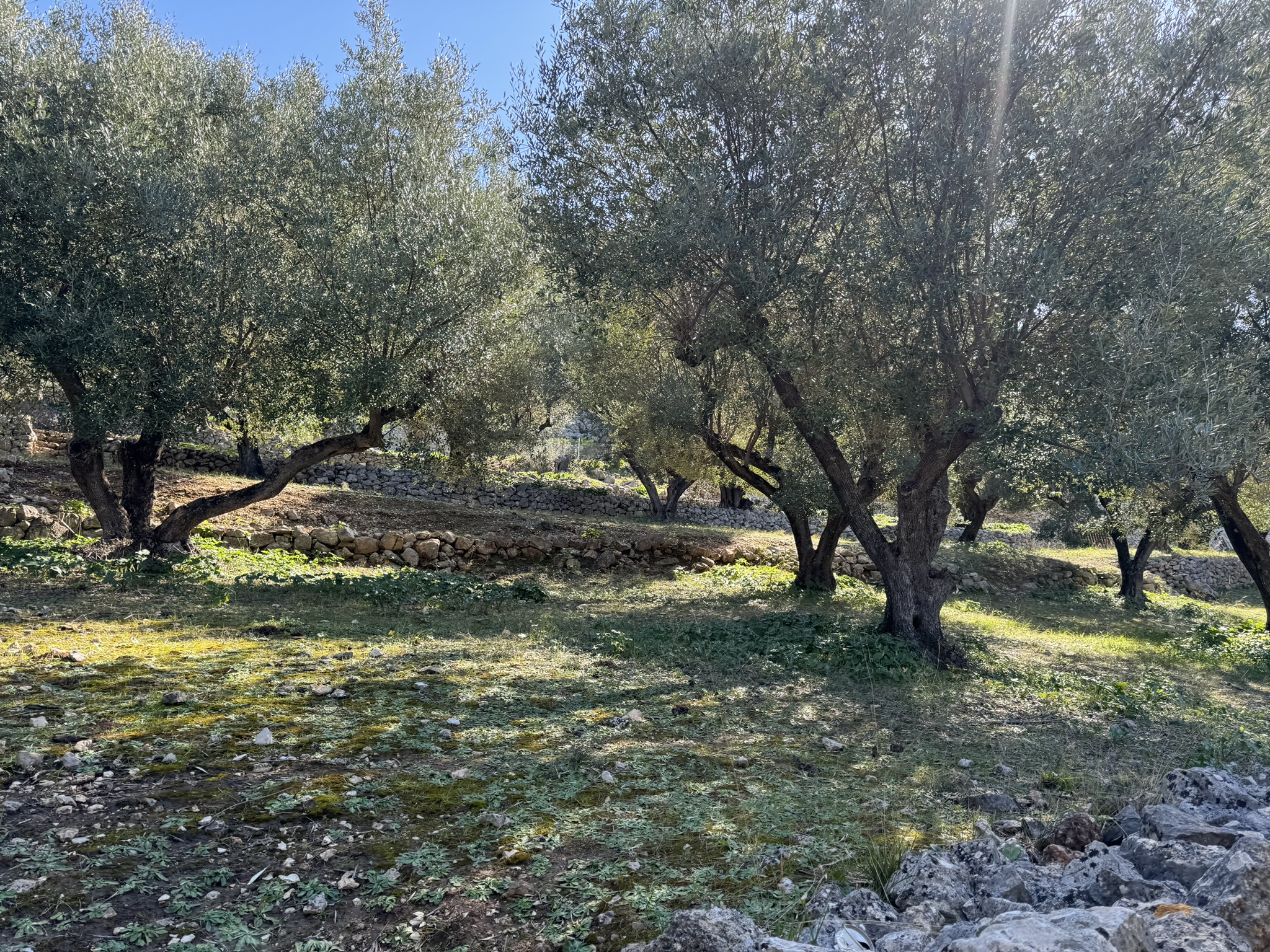 Olive groves and stone terraces of land for sale on Ithaca Greece, Piso Aetos