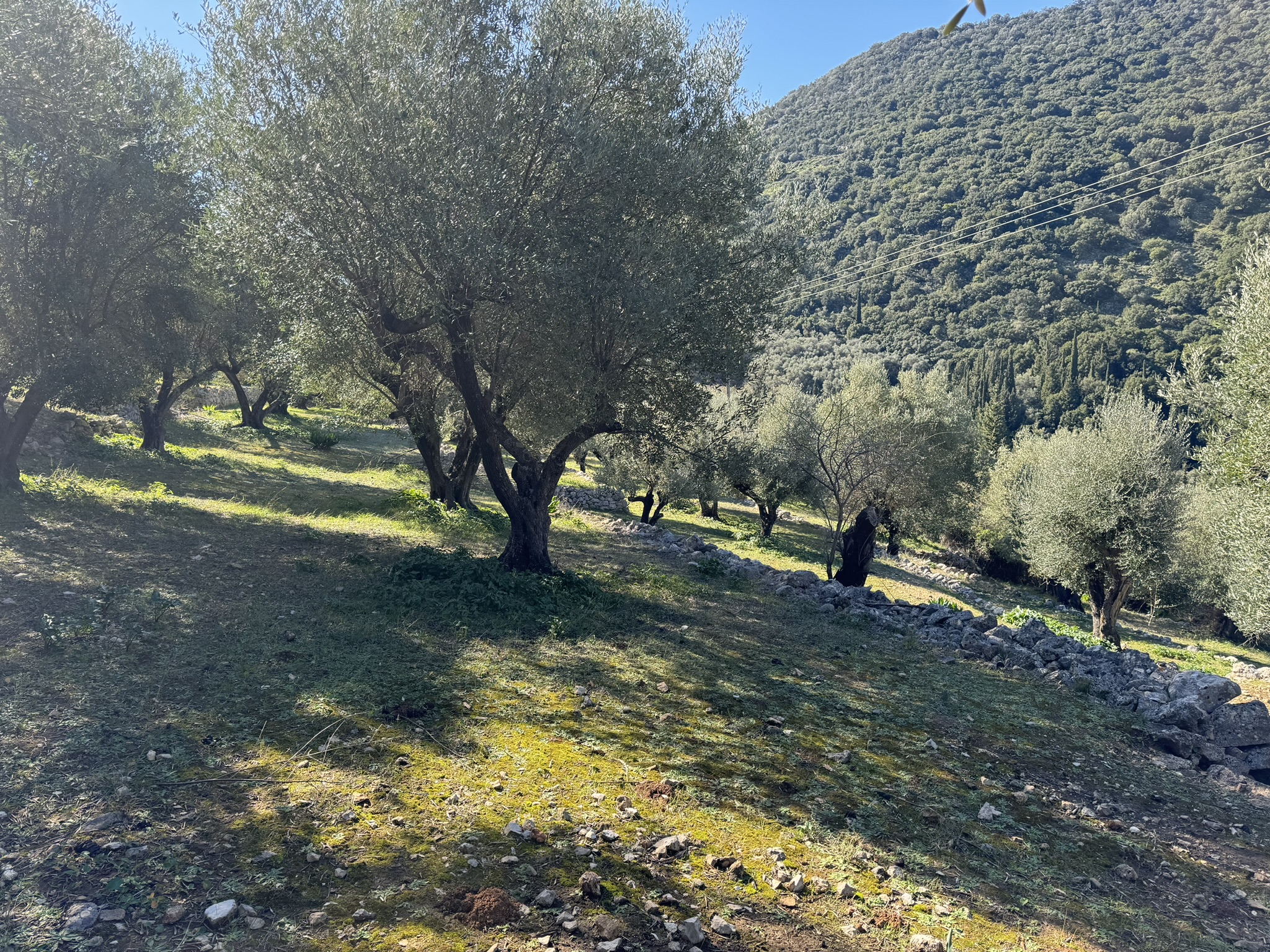 Olive groves of land for sale on Ithaca Greece, Piso Aetos