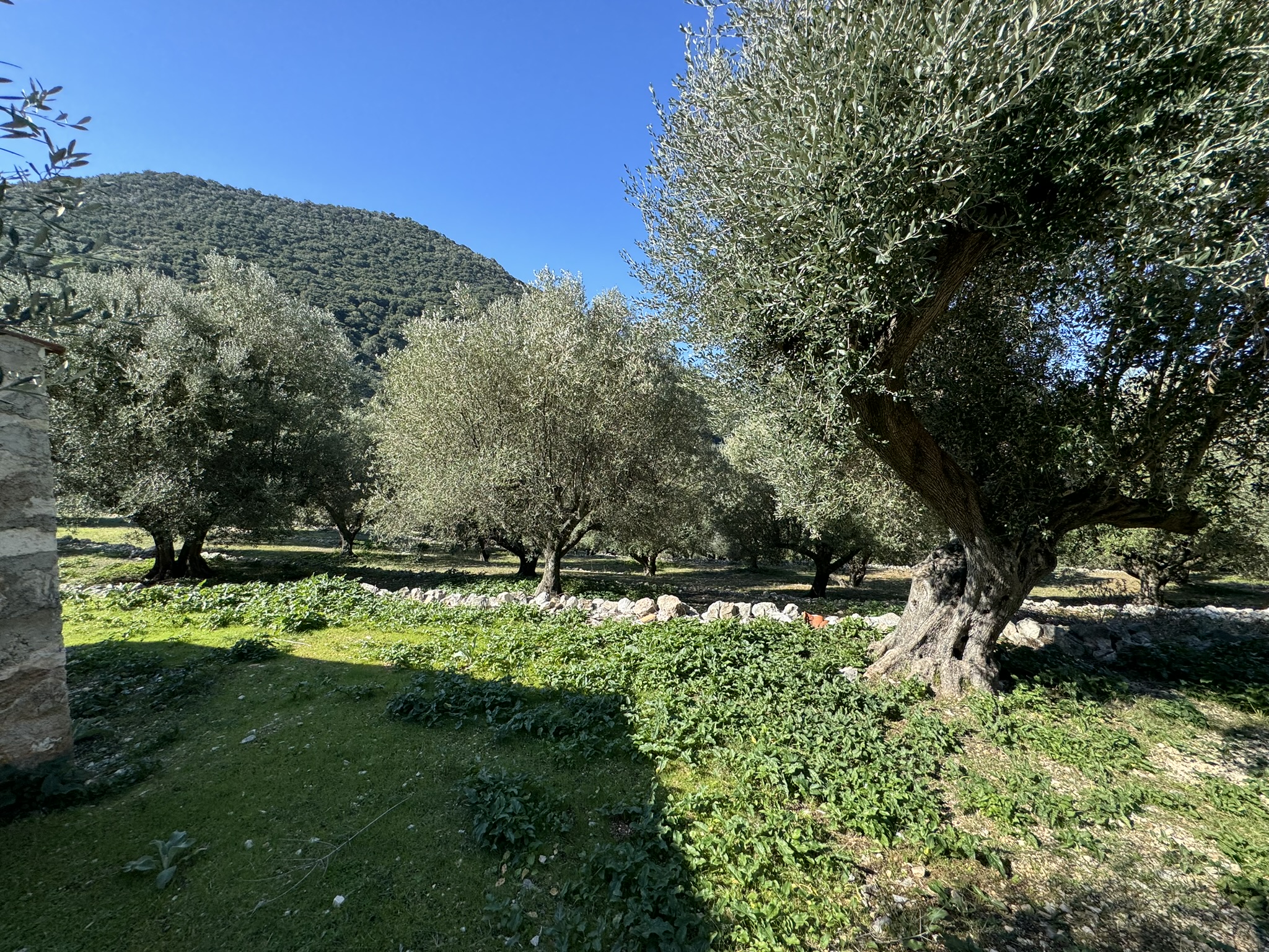 Olive groves of land for sale on Ithaca Greece, Piso Aetos
