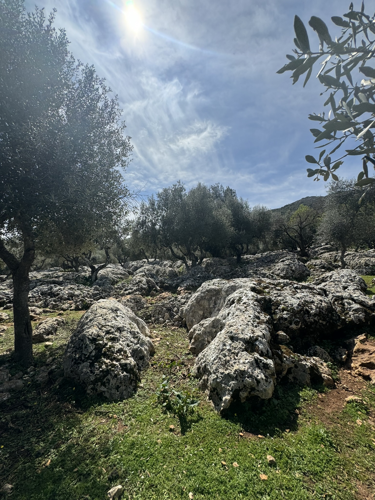Terrain and olive groves of land for sale in Ithaca Greece Anoghi