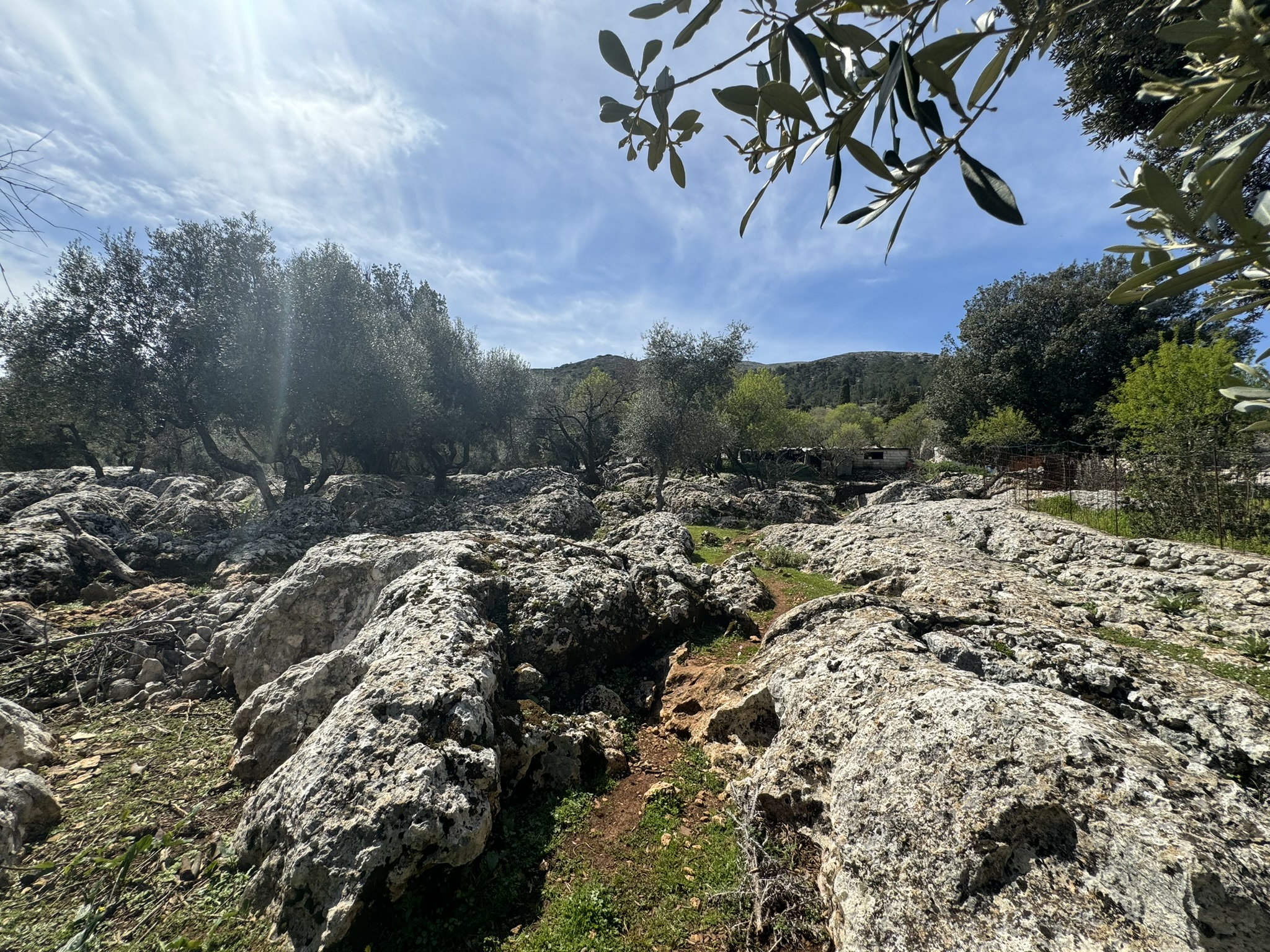 Terrain and olive groves of land for sale in Ithaca Greece Anoghi