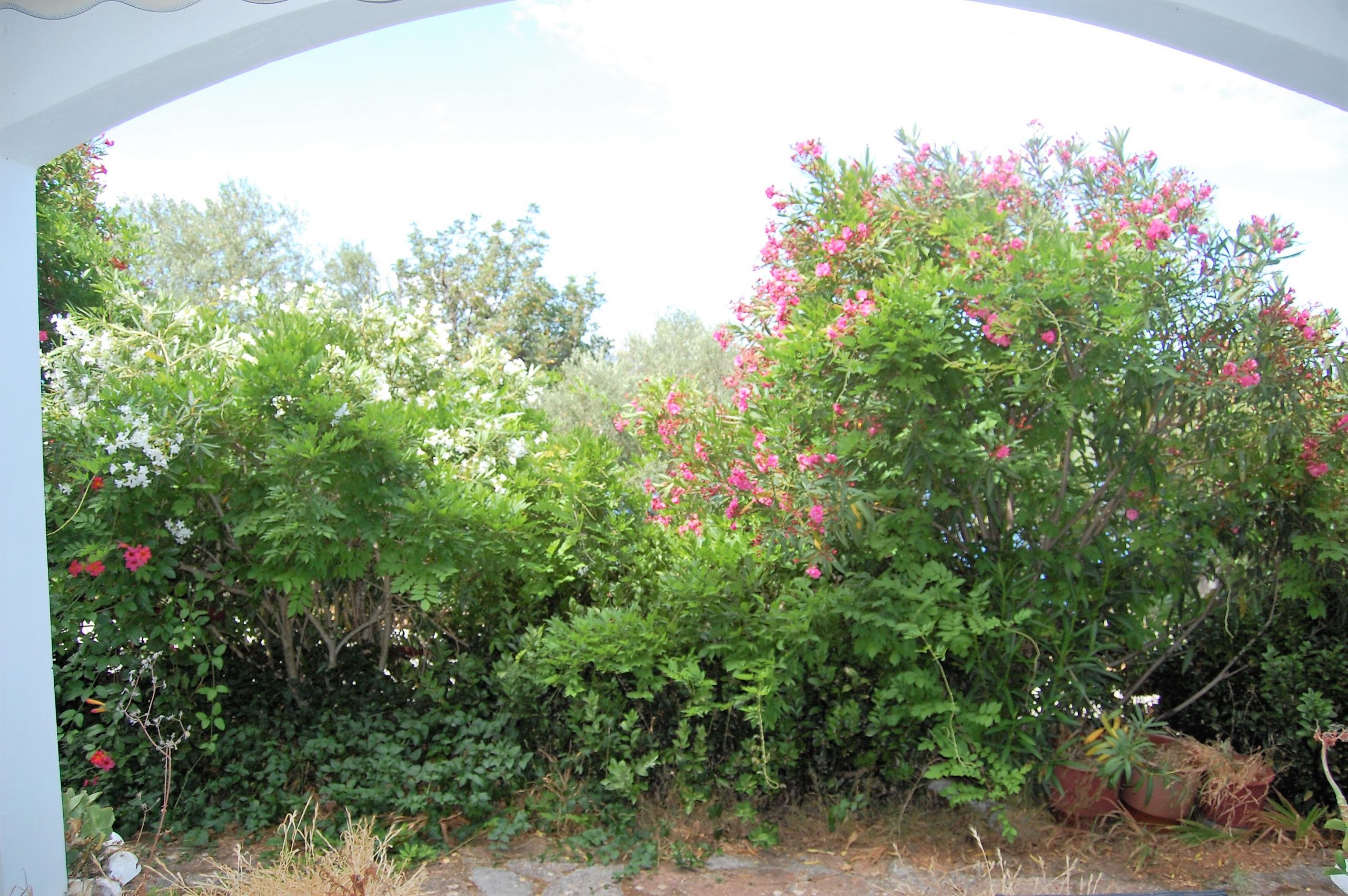 Flowers in front of house for sale in Ithaca Greece Lefki
