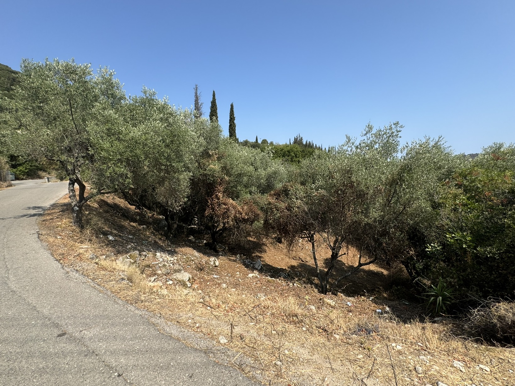 Road view of land for sale in Ithaca Greece Vathi