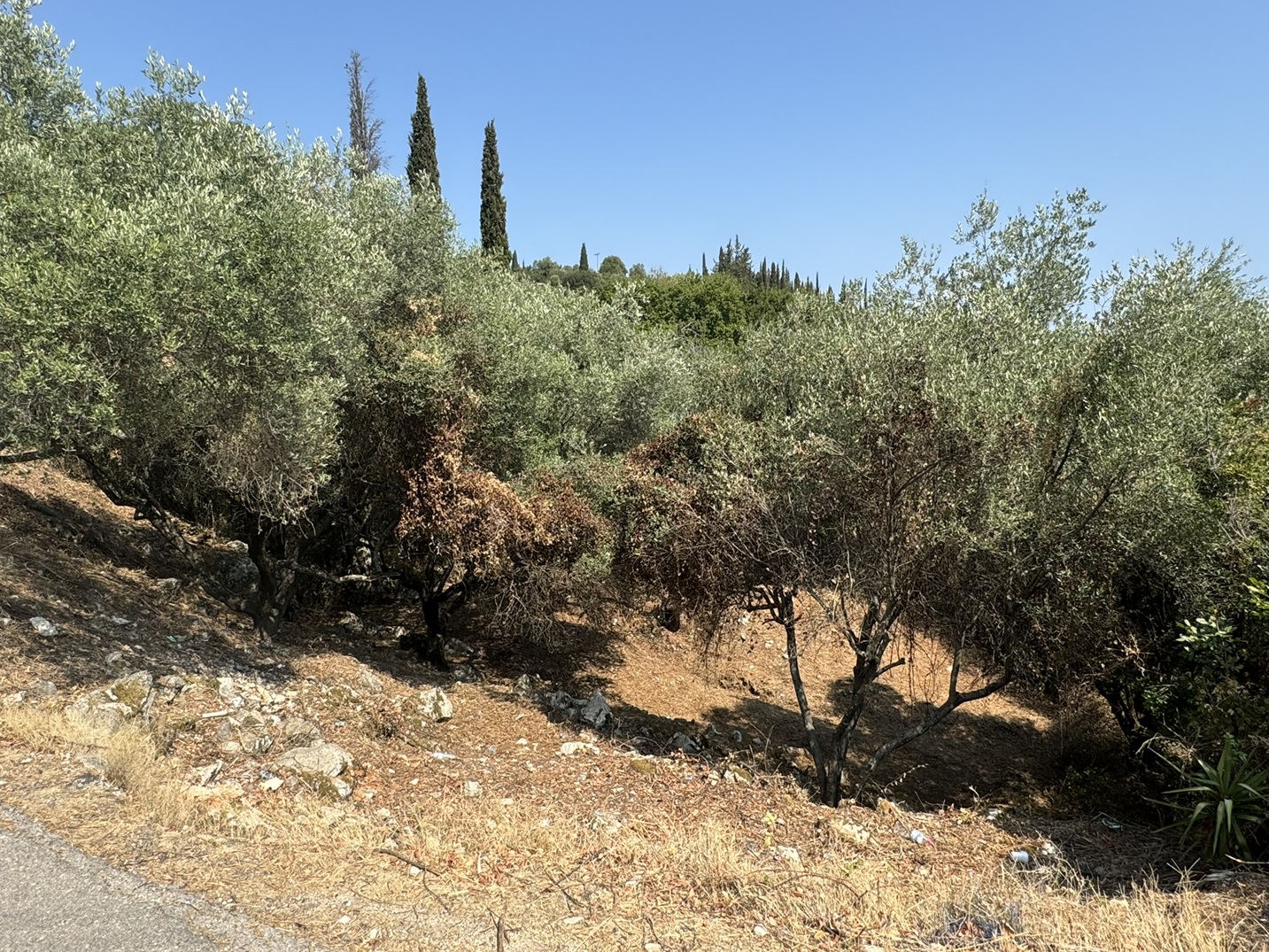 Road view of land for sale in Ithaca Greece Vathi