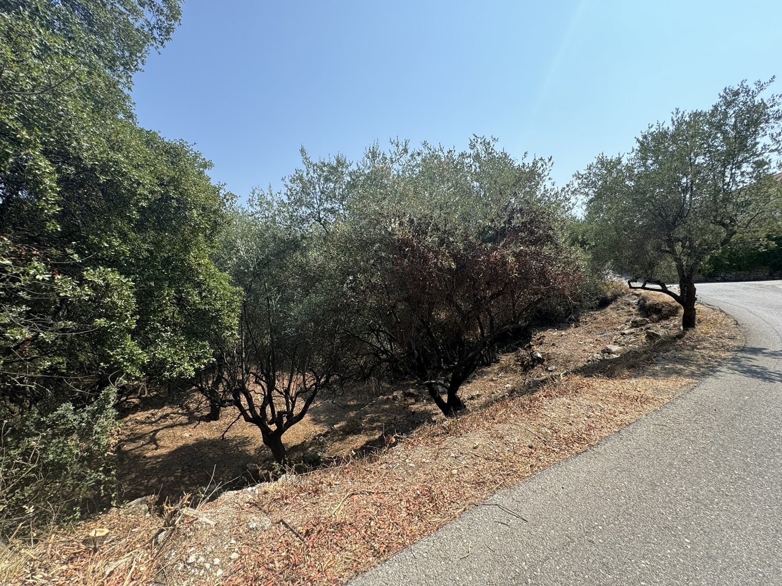 Road view of land for sale in Ithaca Greece Vathi