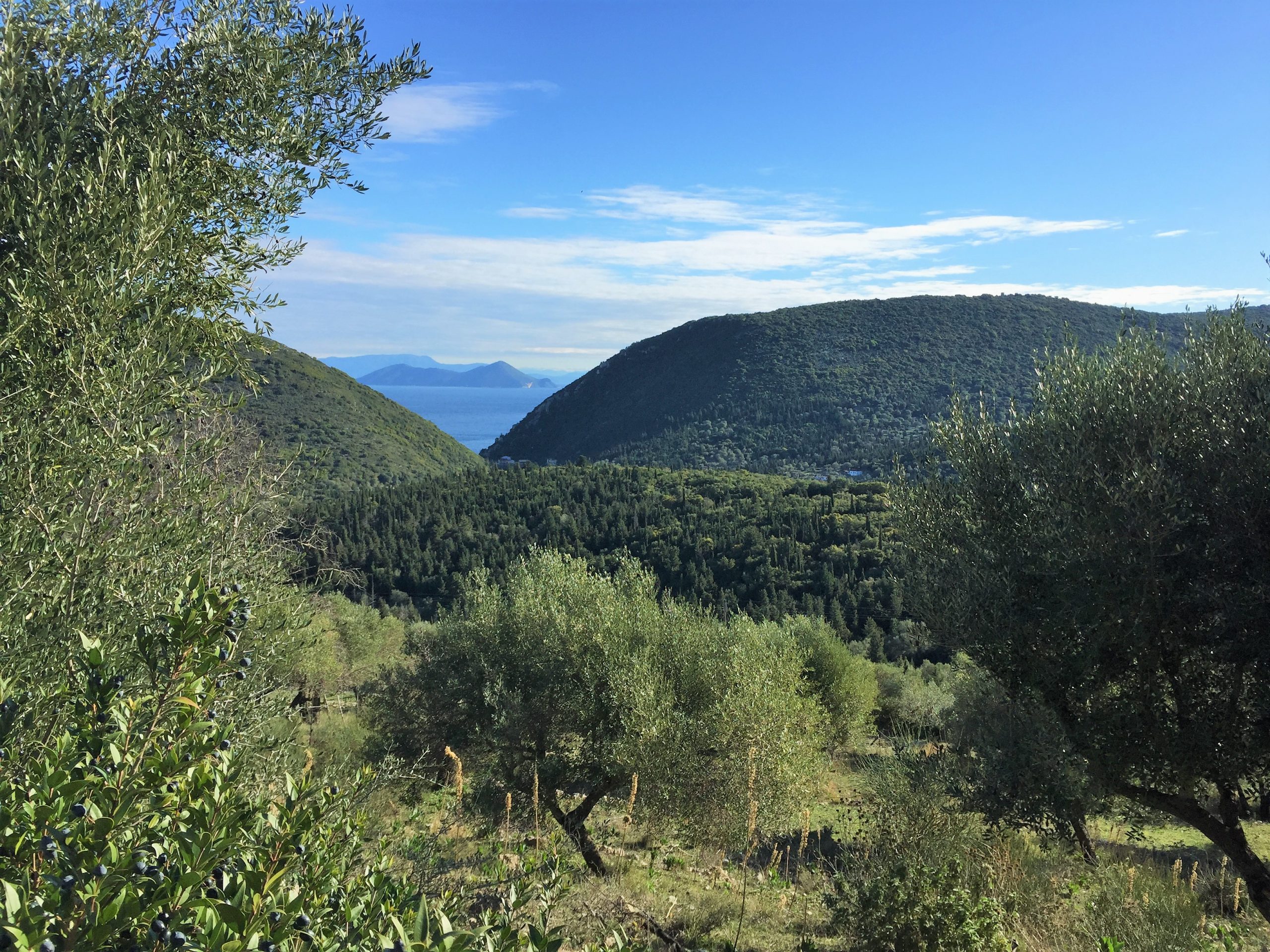 Olive groves and sea view of land with building license for sale in Ithaca Greece Pilikata