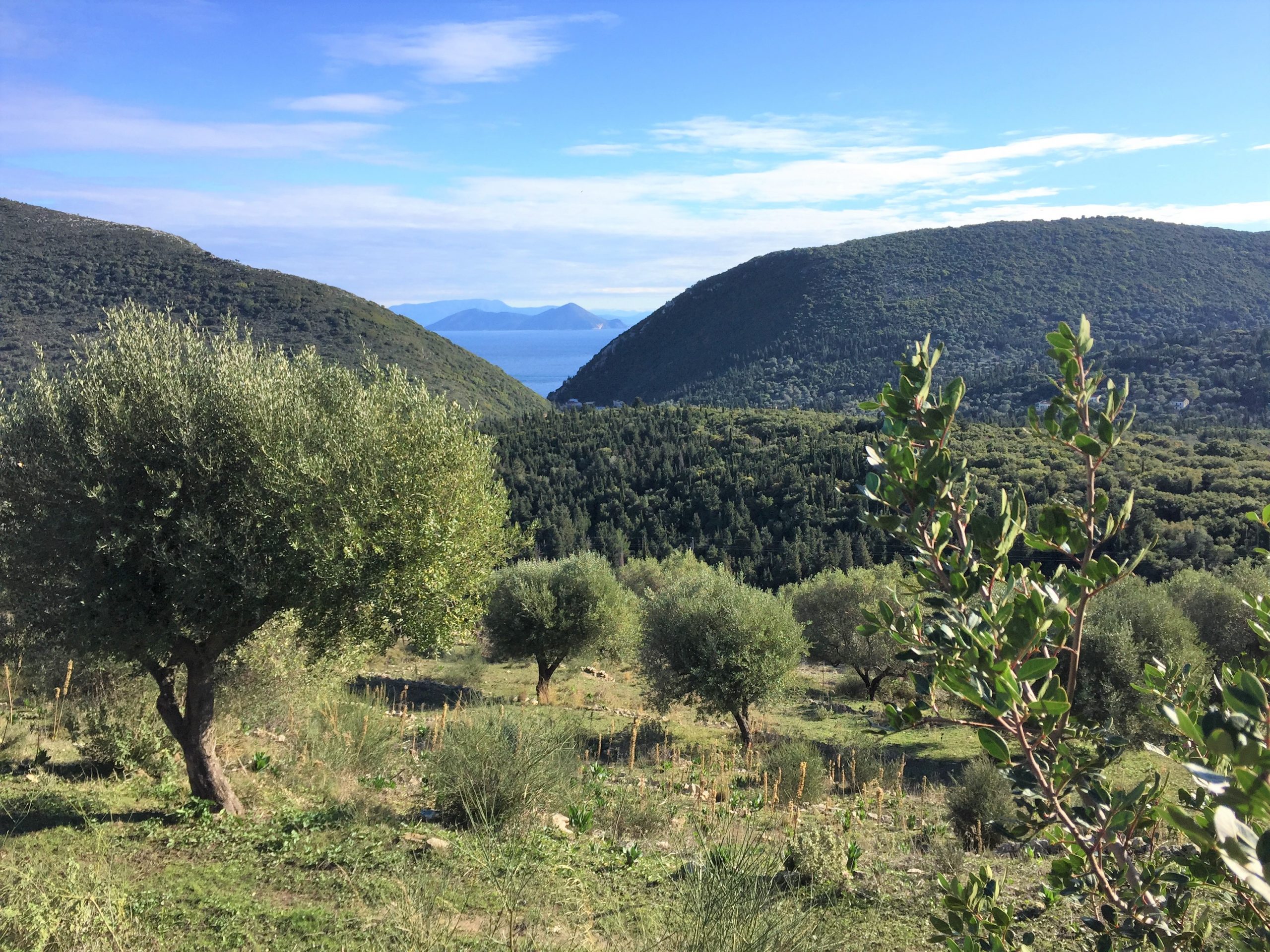 Olive groves and sea view of land with building license for sale in Ithaca Greece Pilikata
