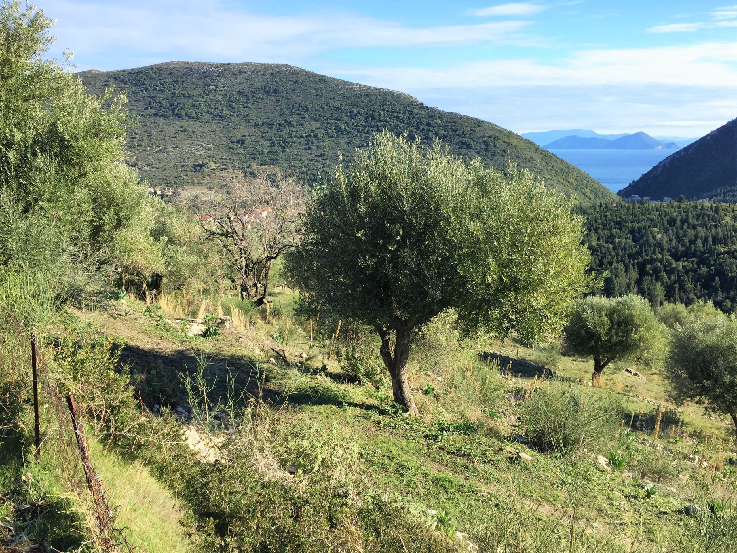 Olive groves and sea view of land with building license for sale in Ithaca Greece Pilikata