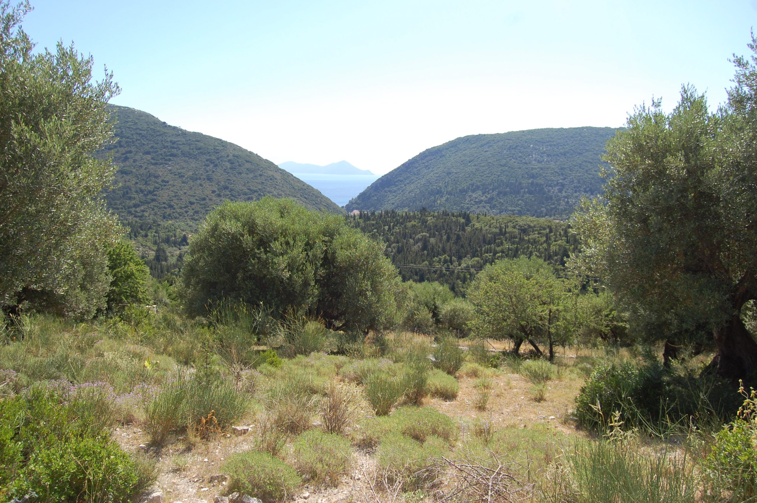 Olive groves and sea view of land with building license for sale in Ithaca Greece Pilikata