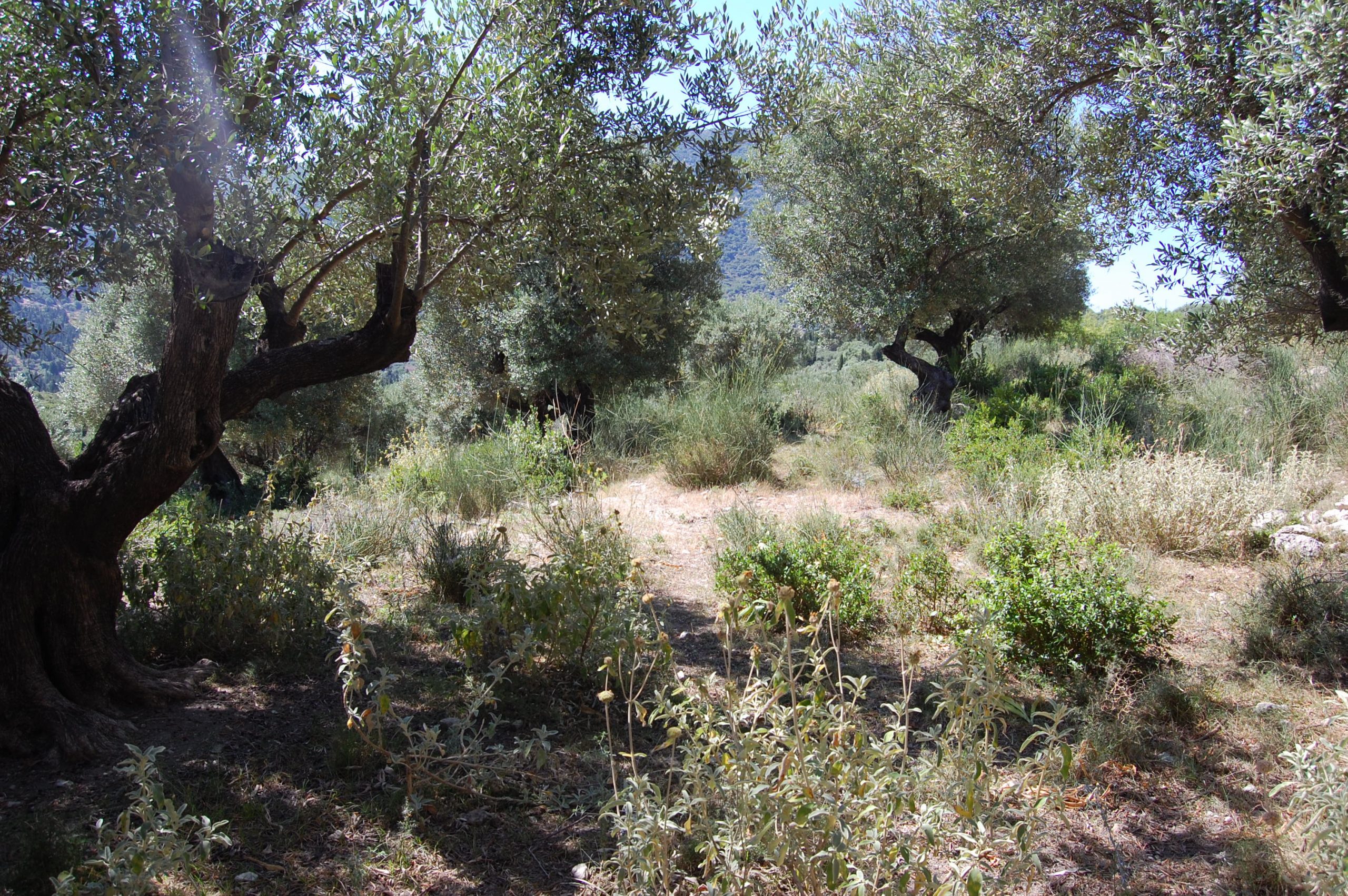 Olive groves and landscape of land with building license for sale in Ithaca Greece Pilikata