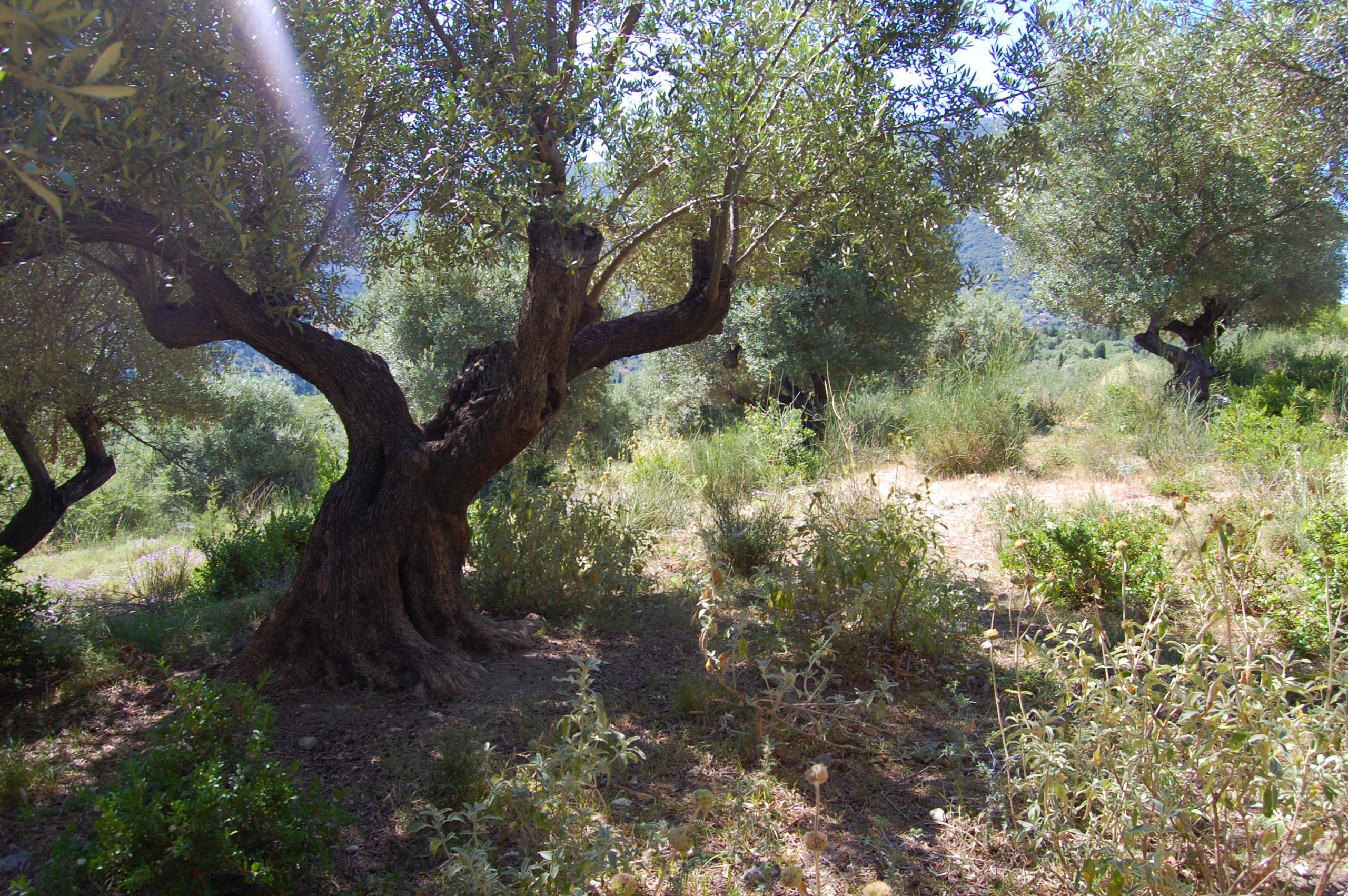 Olive groves and landscape of land with building license for sale in Ithaca Greece Pilikata