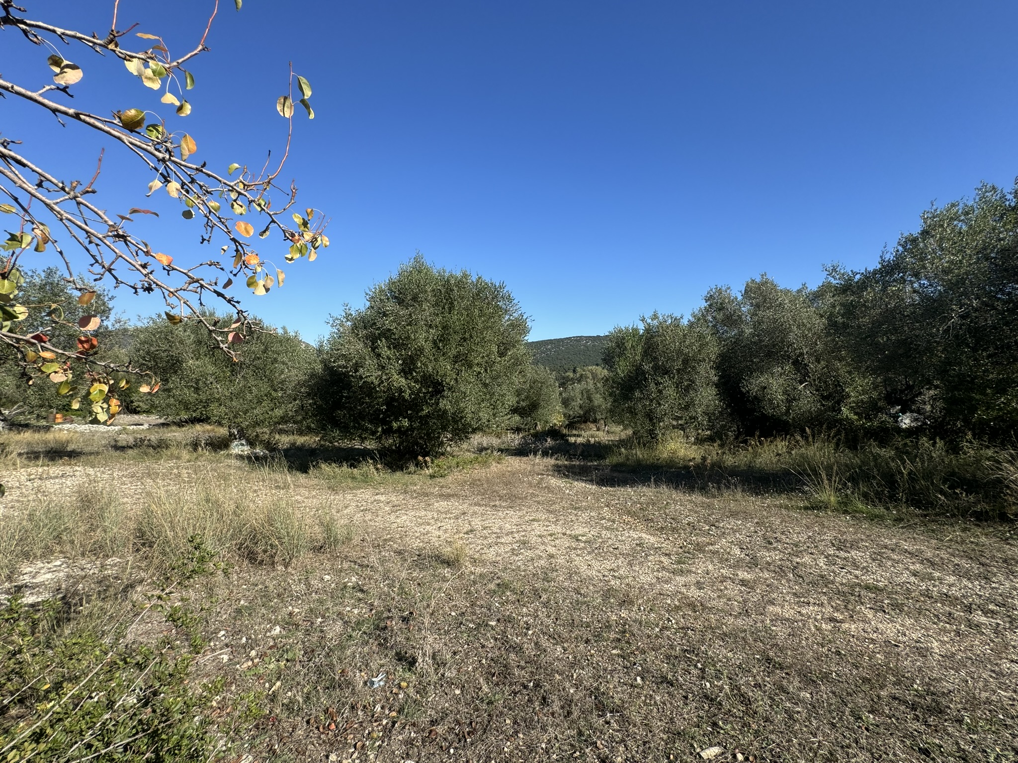 Olive groves on land for sale in Ithaca Greece, Stavros