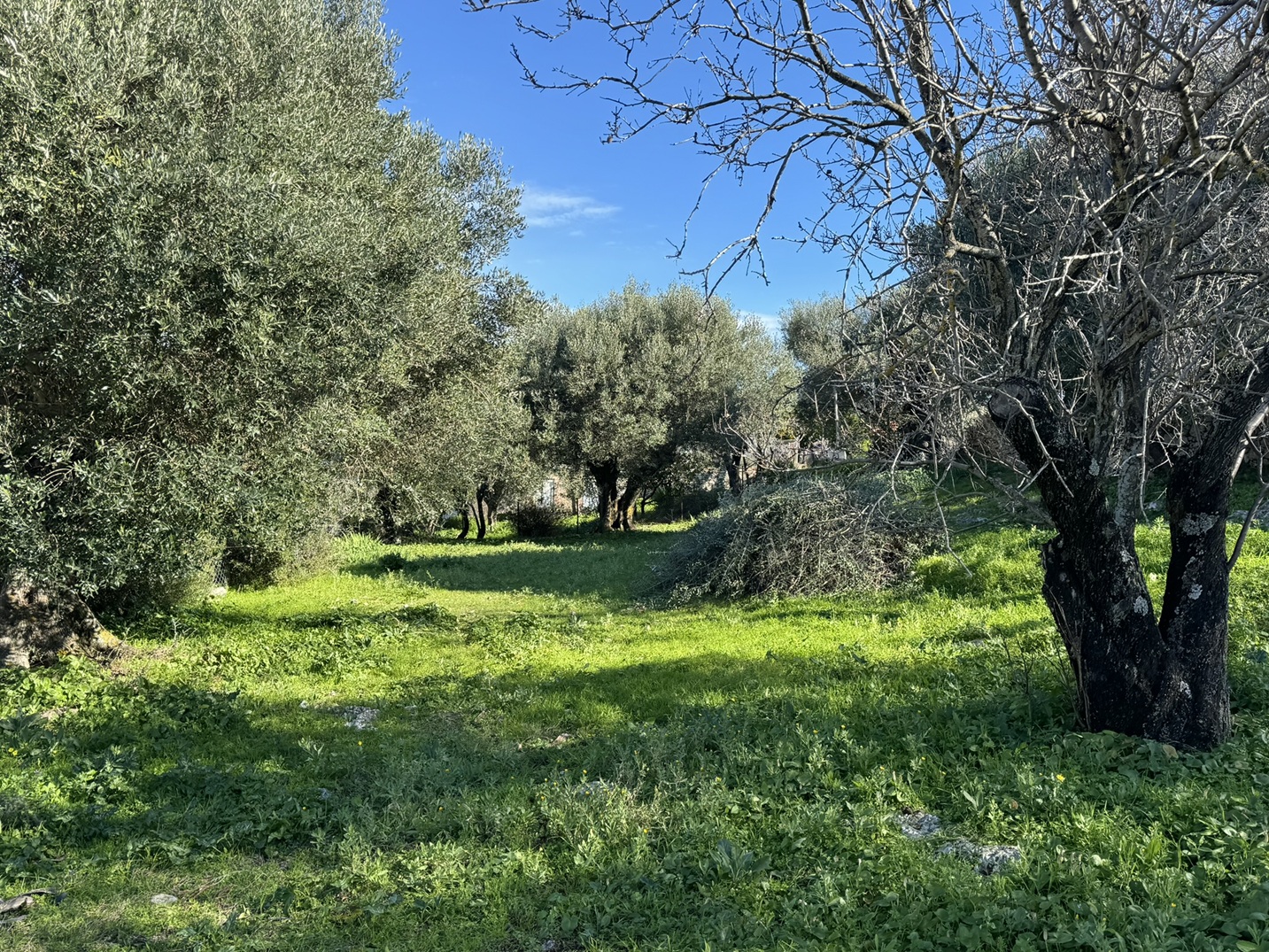 Garden of house for sale in Ithaca Greece, Stavros
