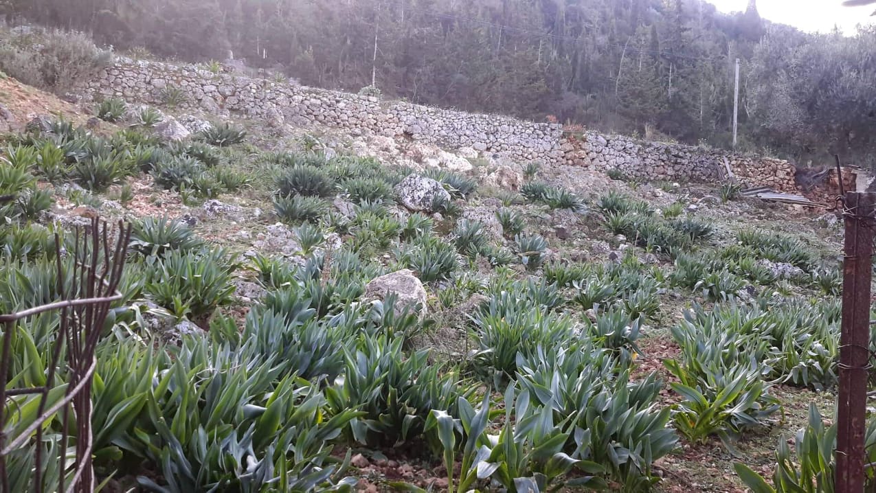 Terrain and landscape of land for sale in Fiskardo Kefalonia Greece