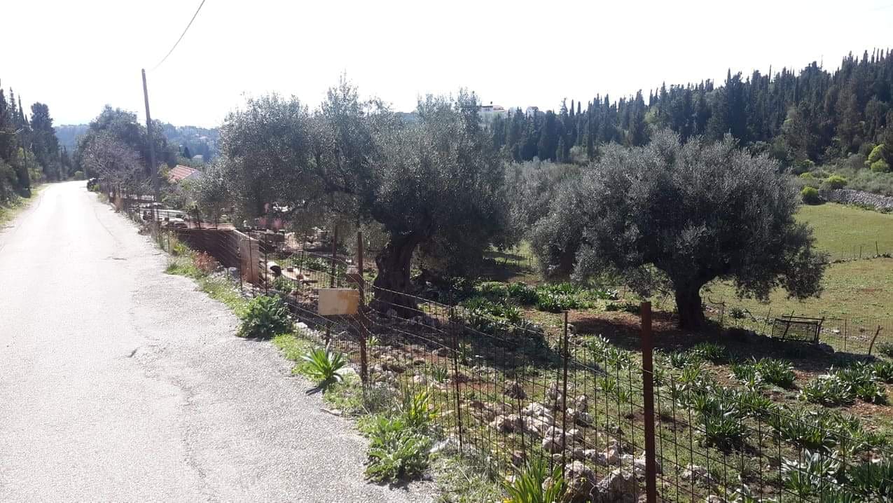 Road view of land for sale in Fiskardo Kefalonia Greece