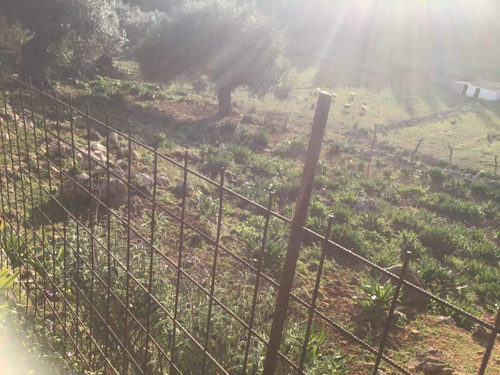 Road view of land for sale in Fiskardo Kefalonia Greece